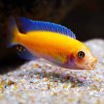 ごあいさつ。。。